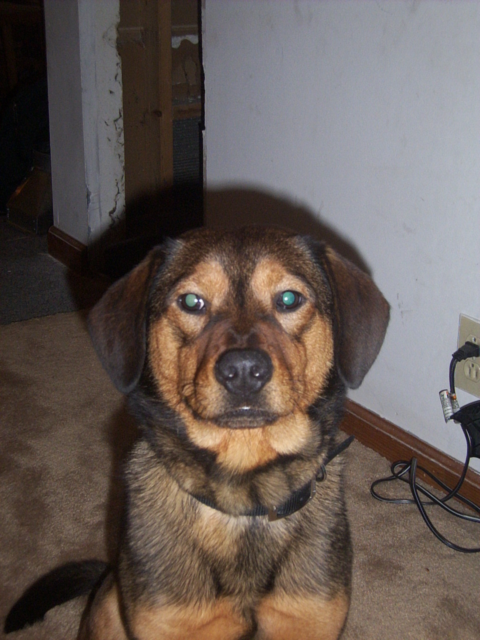 sparky003.jpg